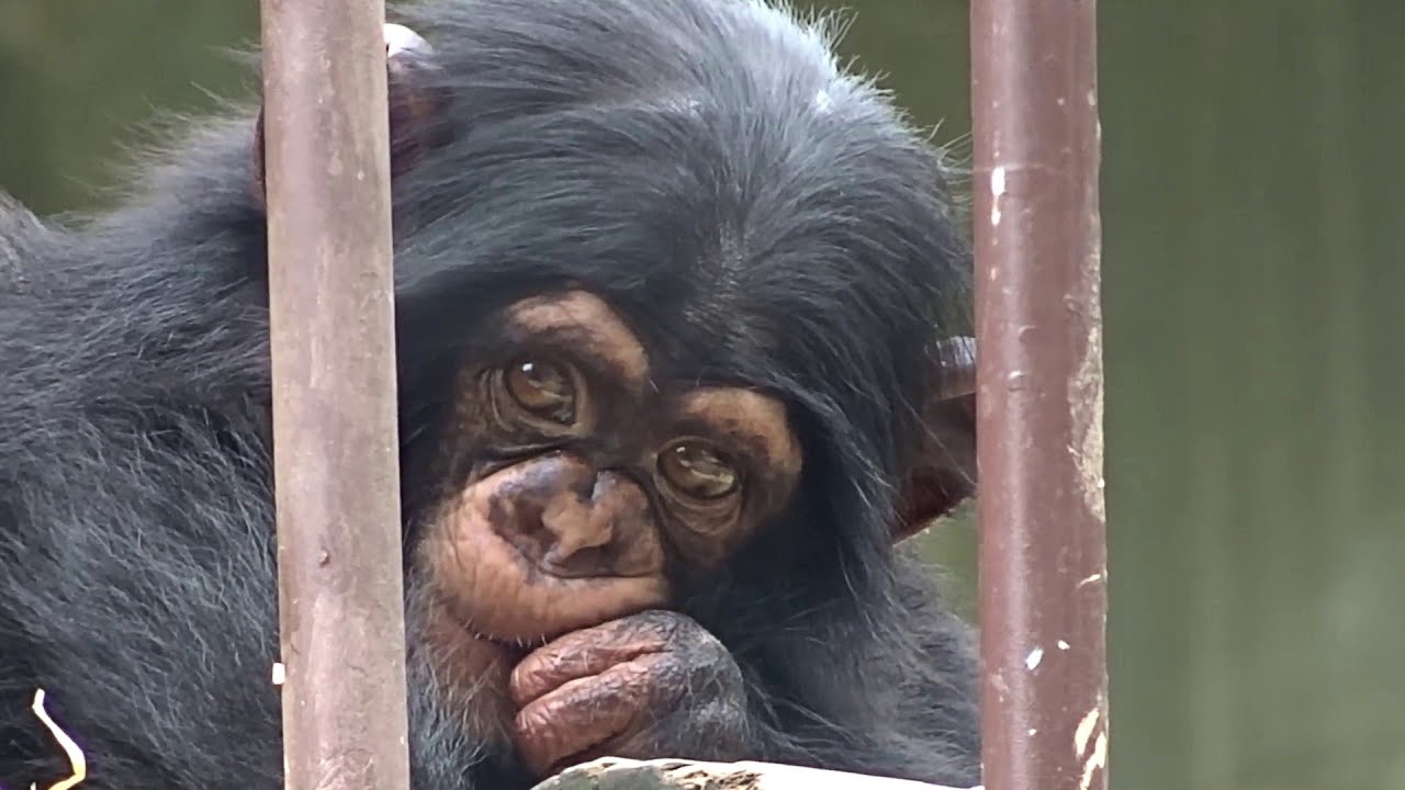 Funny Chimpanzees Babies - Cute Baby Chimps