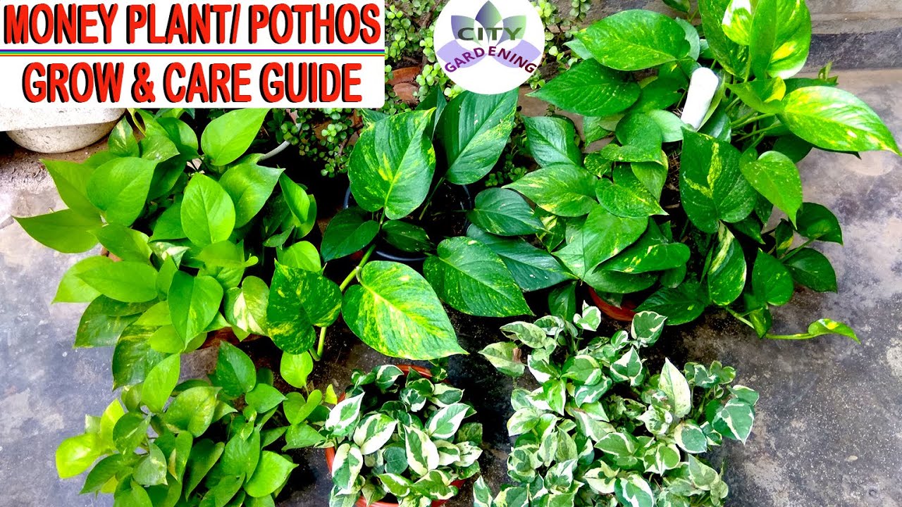 MONEY PLANT/ POTHOS : Grow and care guide