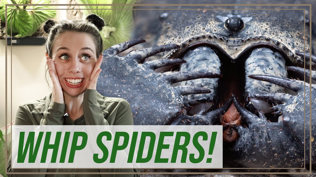 Giant Whip Spiders that see with their legs! The fascinating lives of Amblypygi | She's Got Legs