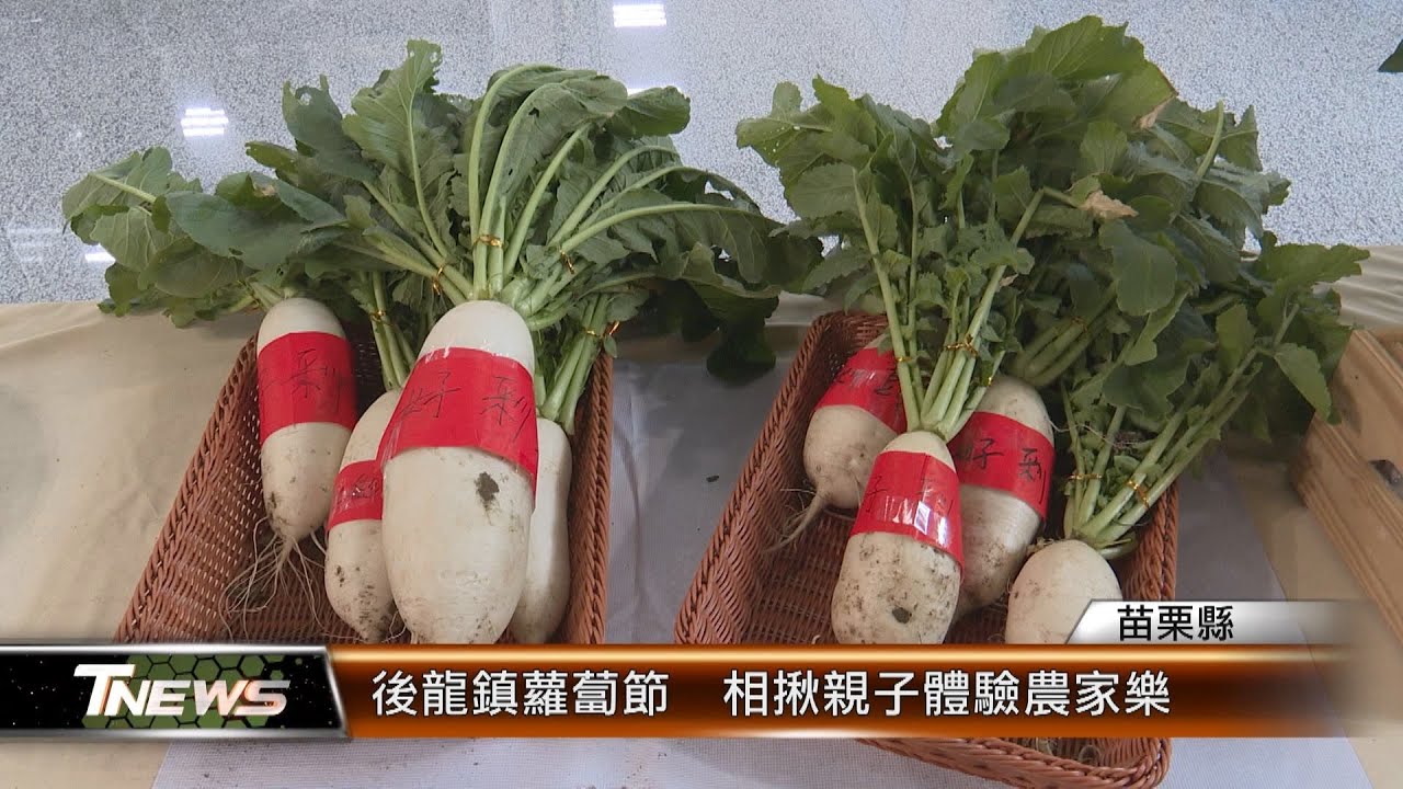 後龍鎮蘿蔔節  相揪親子體驗農家樂 │T-NEWS聯播網