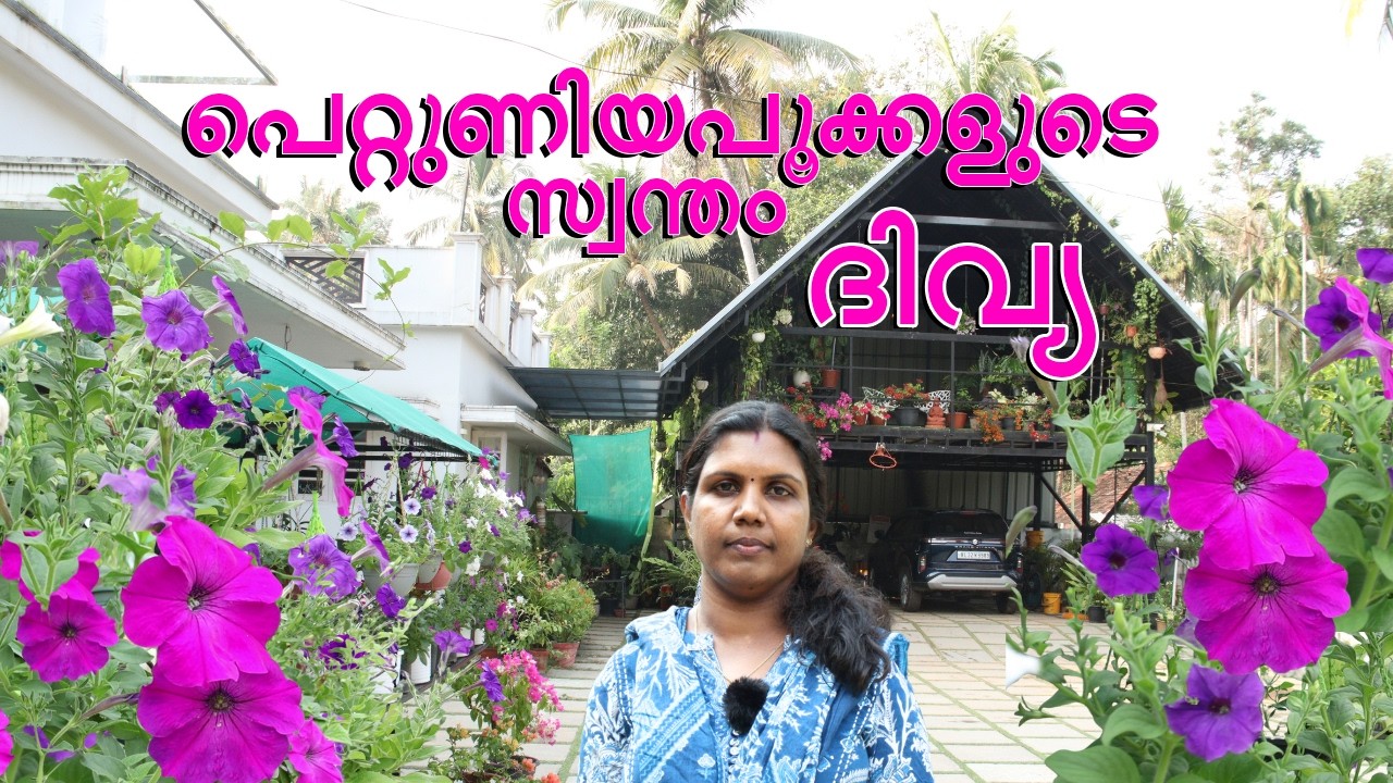 പെറ്റുണിയ പൂക്കളോടൊപ്പം ജീവിക്കുന്ന വീട്ടമ്മ l ഹോം ഗാർഡനിലെ സംരംഭം l ആലപ്പുഴ അരൂർ അടുത്ത് l 2026