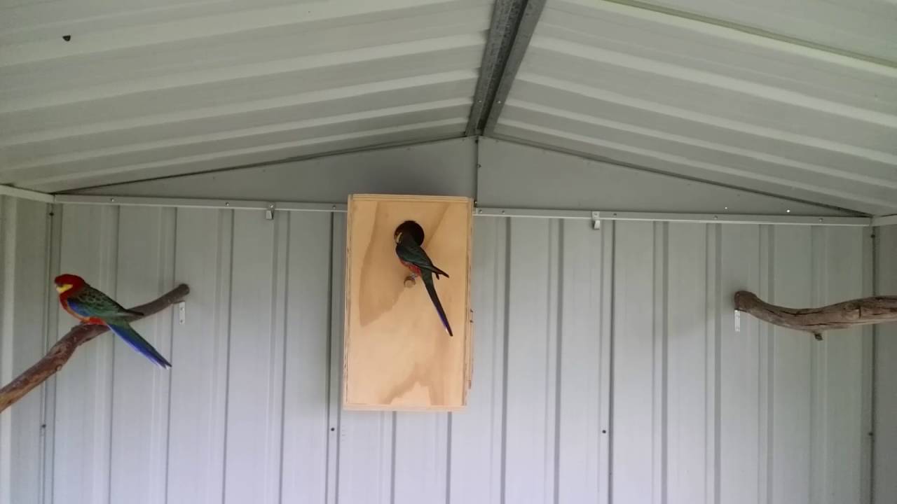 Western Rosellas @ nest box