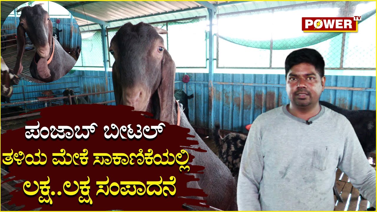 Mannina Maga Sayinath Sherkhan:ಪಂಜಾಬ್ ಬೀಟಲ್ ತಳಿಯ ಮೇಕೆ ಸಾಕಾಣಿಕೆಯಲ್ಲಿ ಲಕ್ಷ..ಲಕ್ಷ ಸಂಪಾದನೆ|Power TV News