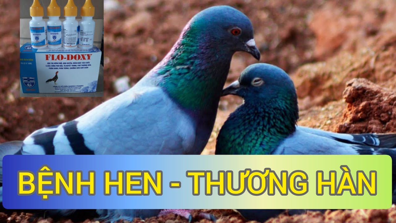 BỆNH THƯƠNG HÀN - HEN GHÉP - BIỂU HIỆN, CÁCH PHÒNG VÀ CHỮA TRỊ