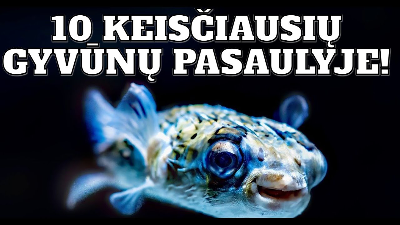 10 Keisčiausių Gyvūnų Pasaulyje
