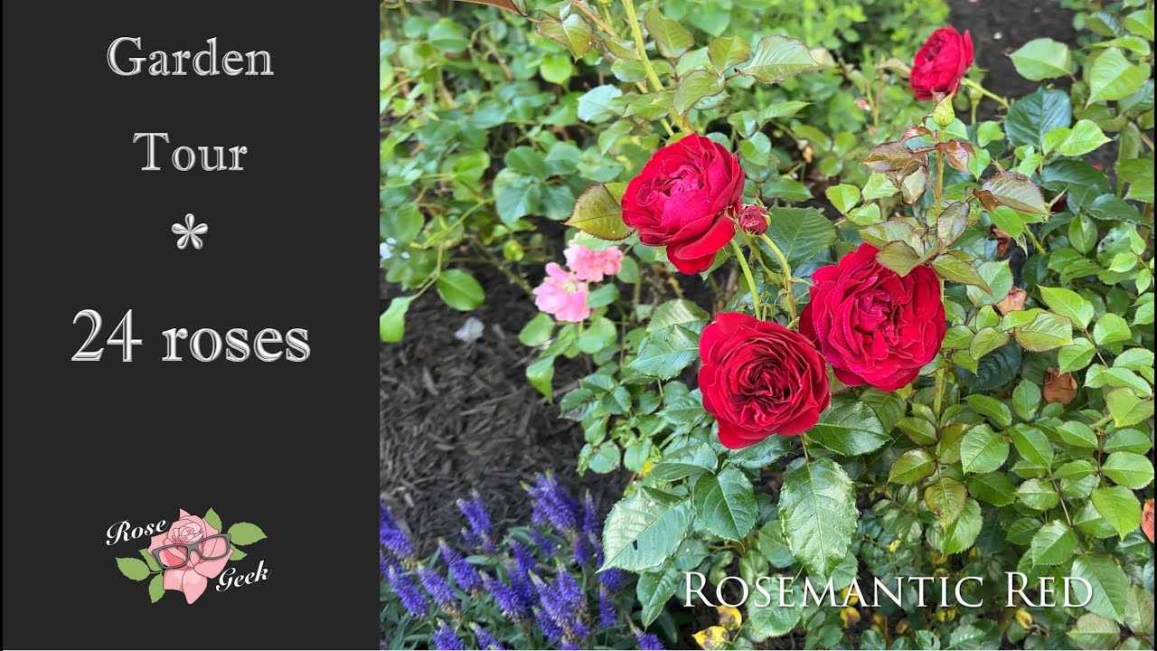 🌹24 Favorite Rose Blooms/ Zone 8a / Peaceful Walking Garden Tour in 4k