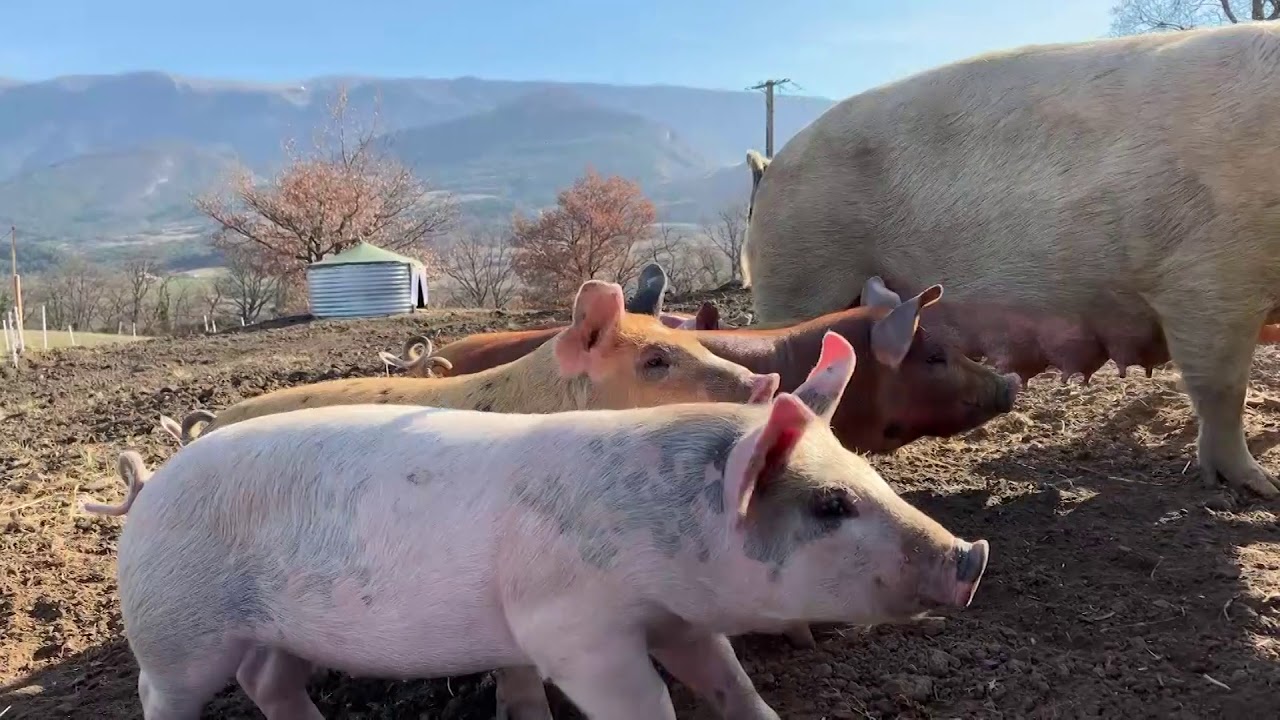 Daniel Fernandez, la mise bas à la ferme 1/2