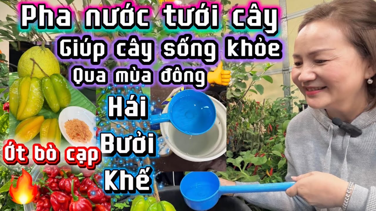 #261🇺🇸 pha nước tưới cây🪴￼ giúp cây phát triển, phục hồi khỏe👍￼ qua mùa đông❄️🪴￼ 