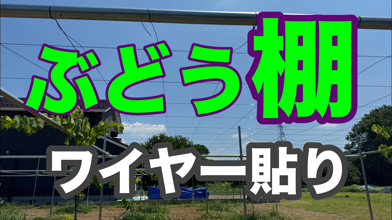 【ぶどう棚】素人でも簡単にワイヤーを貼る方法！！
