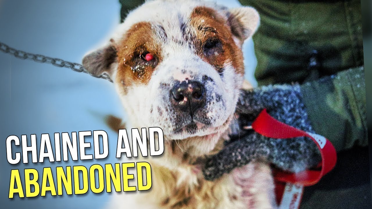 Half-Blind Dog, Left Outside In The Freezing Cold, Makes A Beautiful Recovery