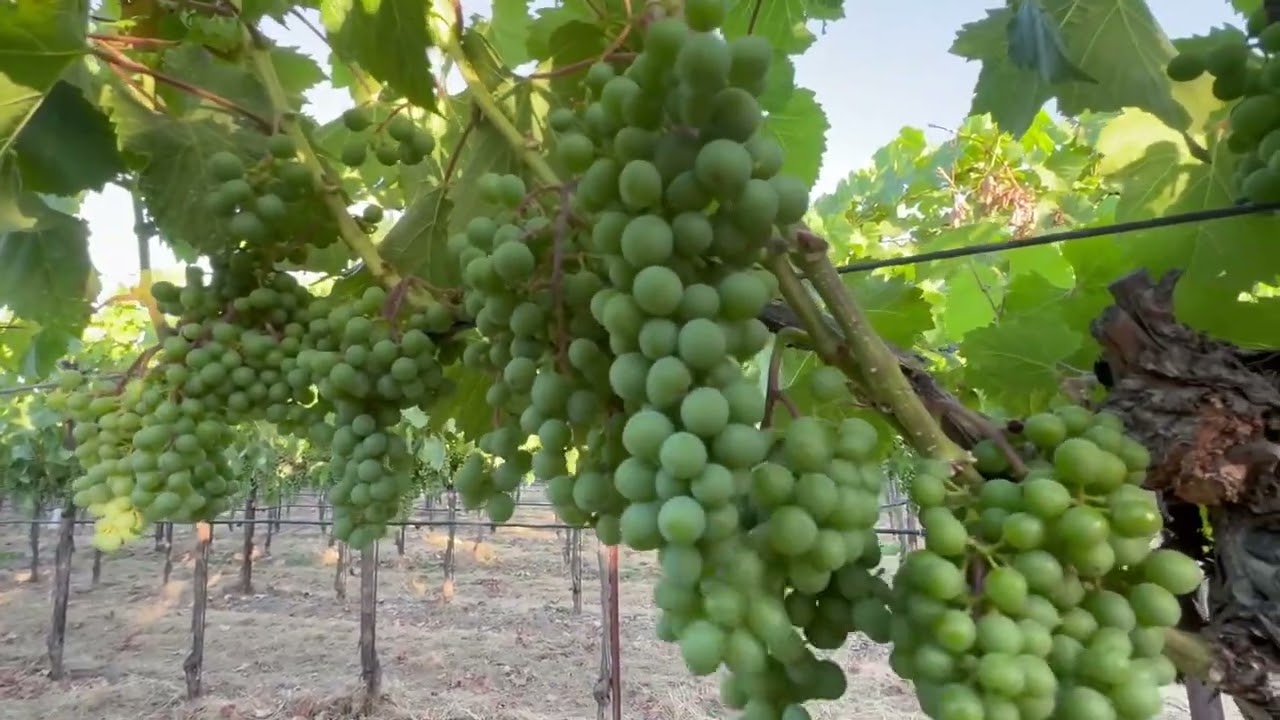 Empezamos el desahije de la uva  #california