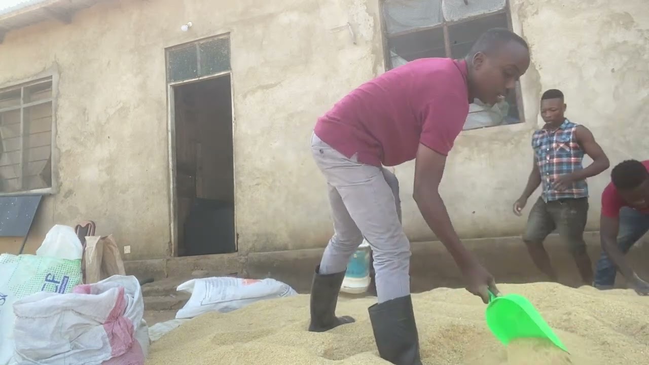 CHAKULA CHA NGURUWE CHA KUKUZIA NA KUMALIZIA KWENDA SOKONI KWA UZITO MKUBWA|Jinsi tunavyochanganya!