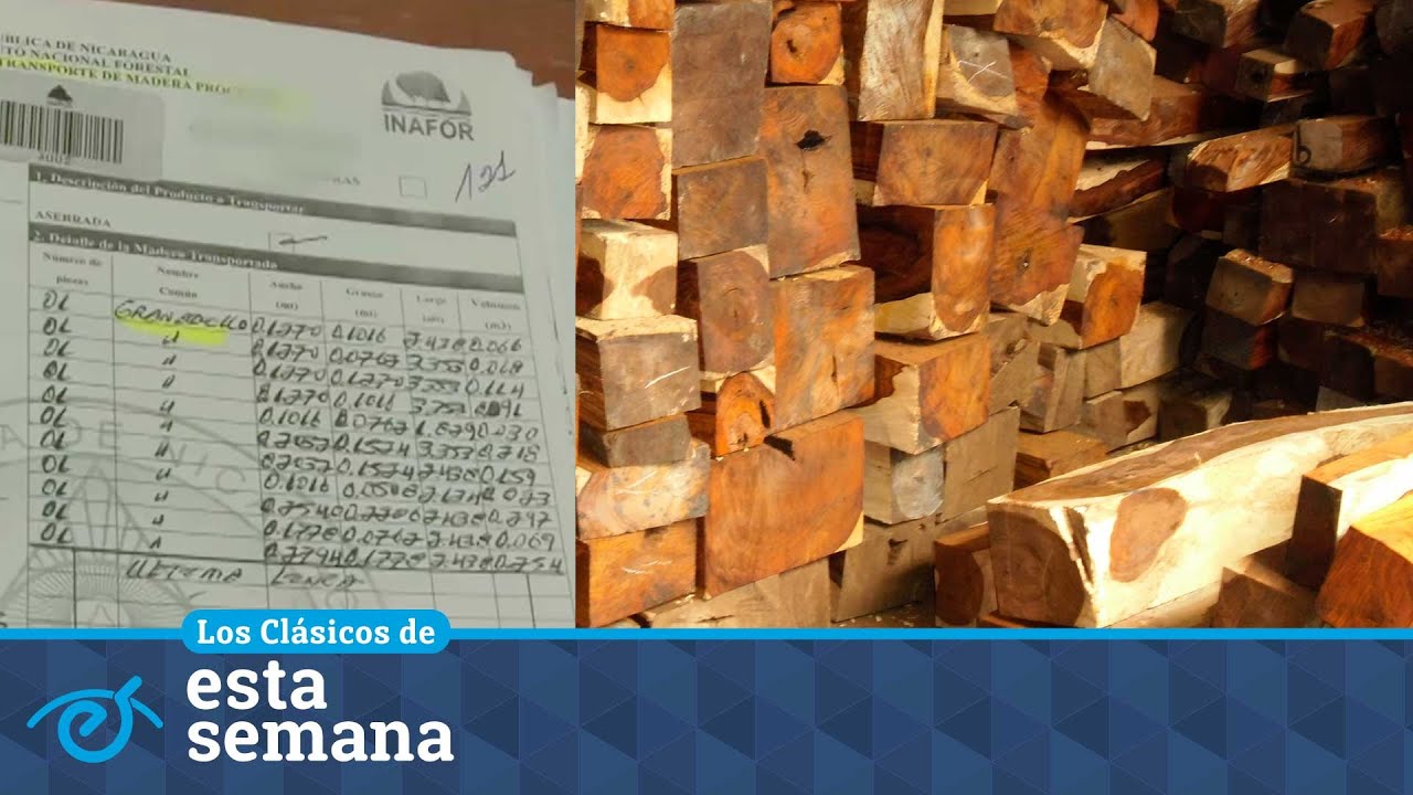 La mafia del Granadillo en Nicaragua, la madera preciosa cotizada por China y Taiwán