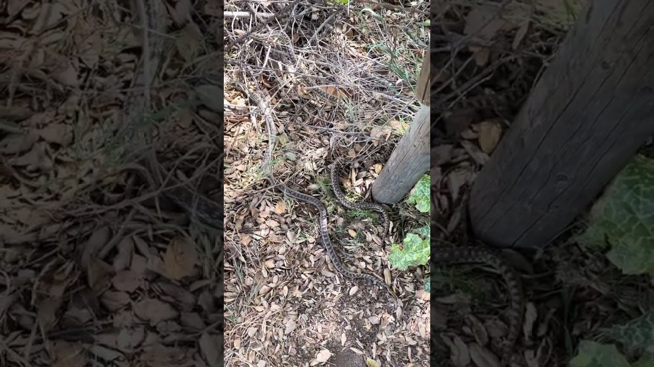 185 Some large adult gopher snakes I relocated in the last 24 hours  #gopher #gophersnake #socal #sn