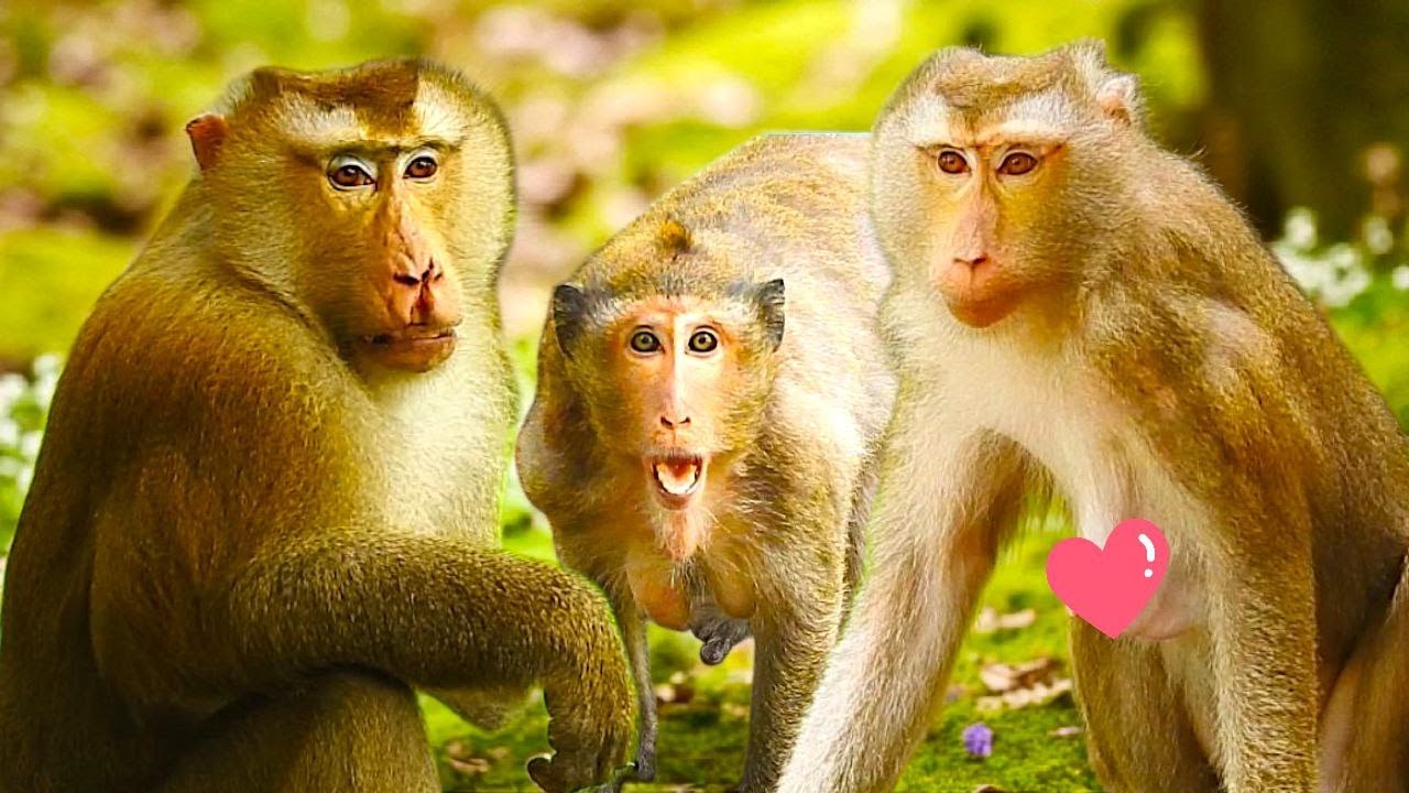 💔Monkey Love Story | Jinx Feels Left Out as Pongo Bonds with Libby 🐒❤️