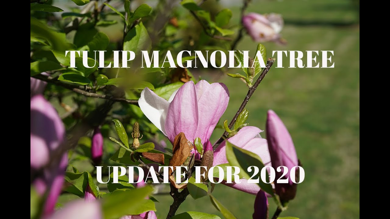 Tulip Magnolia Update