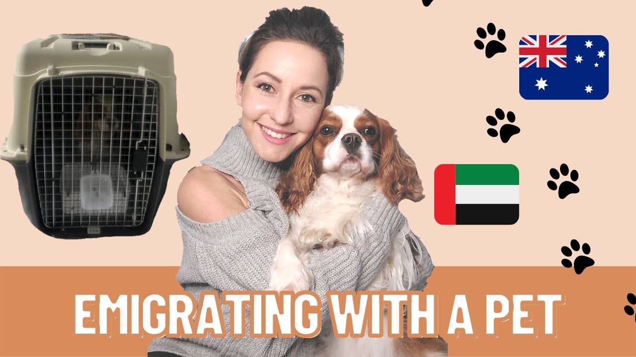 Emigrate with your pet -Alula's Journey from Dubai to Australia