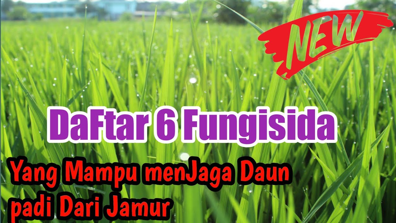 FUNGISIDA UNTUK PADI WAJIB PAKEK