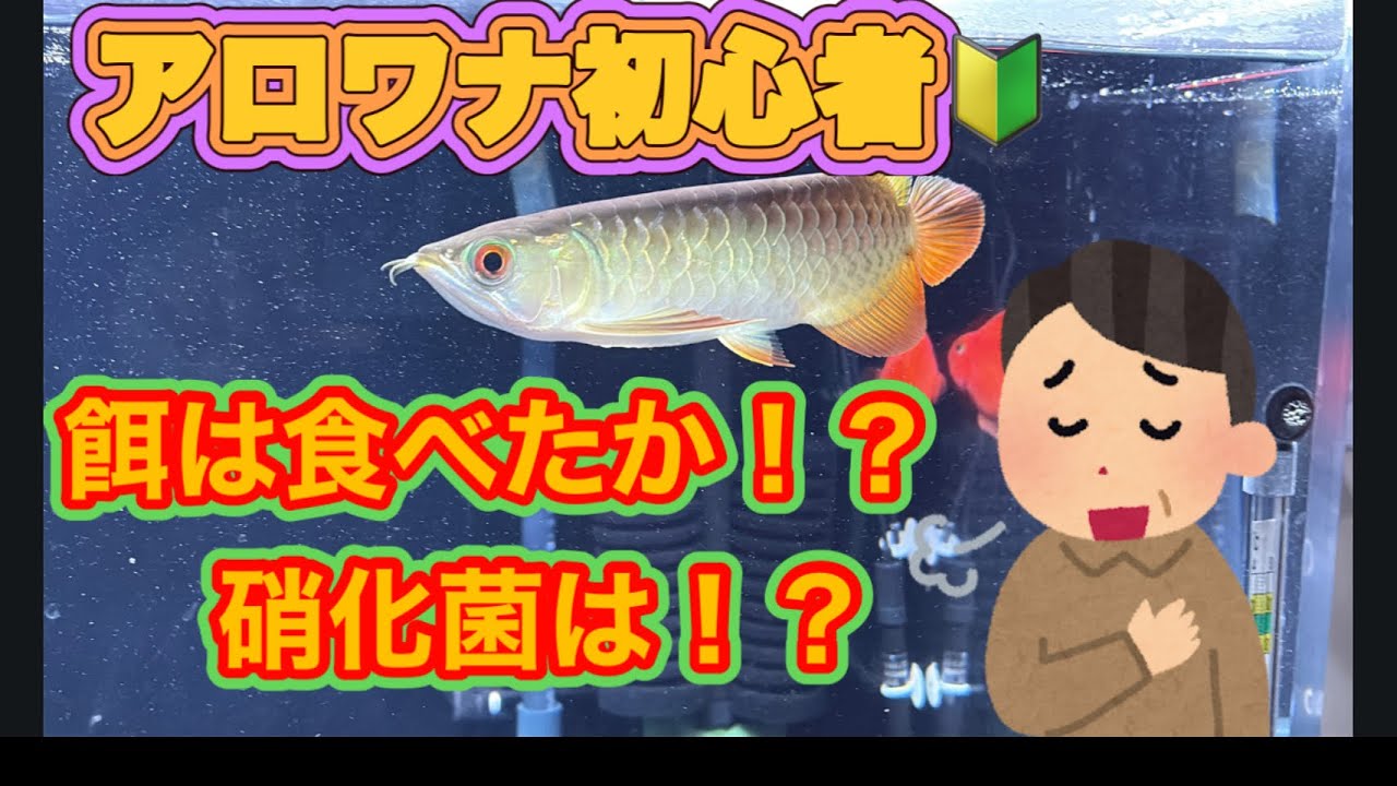 硝化菌不足のその後…。餌食いはどうなった！？