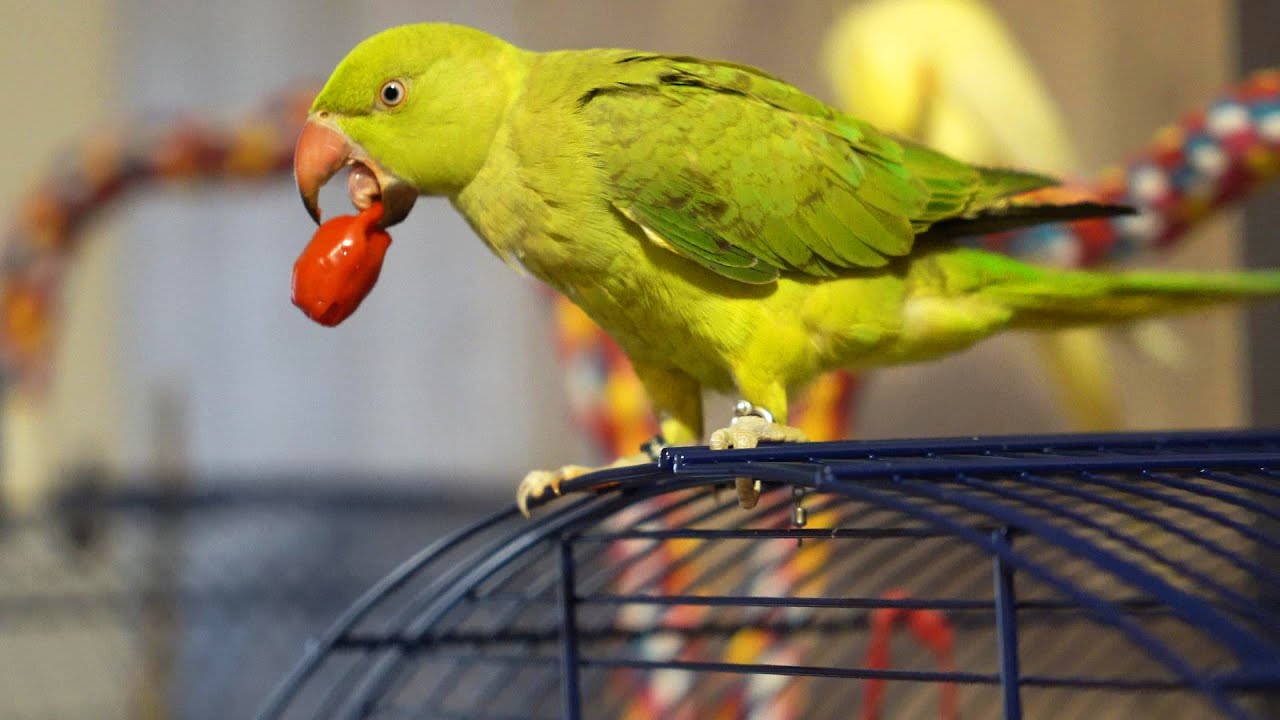 The amazing behavior of the parrot - Playing-Sounds- Bath time- Hot peppers 🦜💦🔊🌶💖