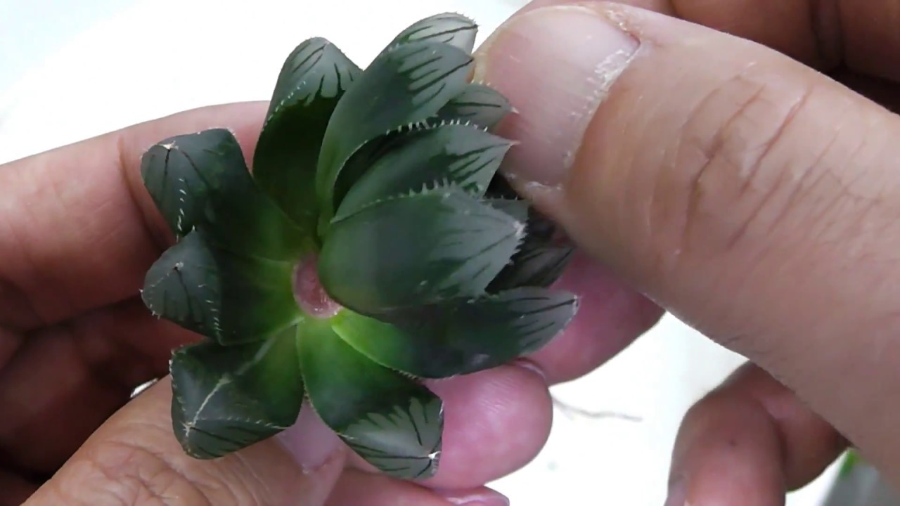 【多肉植物】ハオルチア オブツーサ錦の増やし方！Breeding of Haworthia obutusa variegata.How to grow Succulents. 181009
