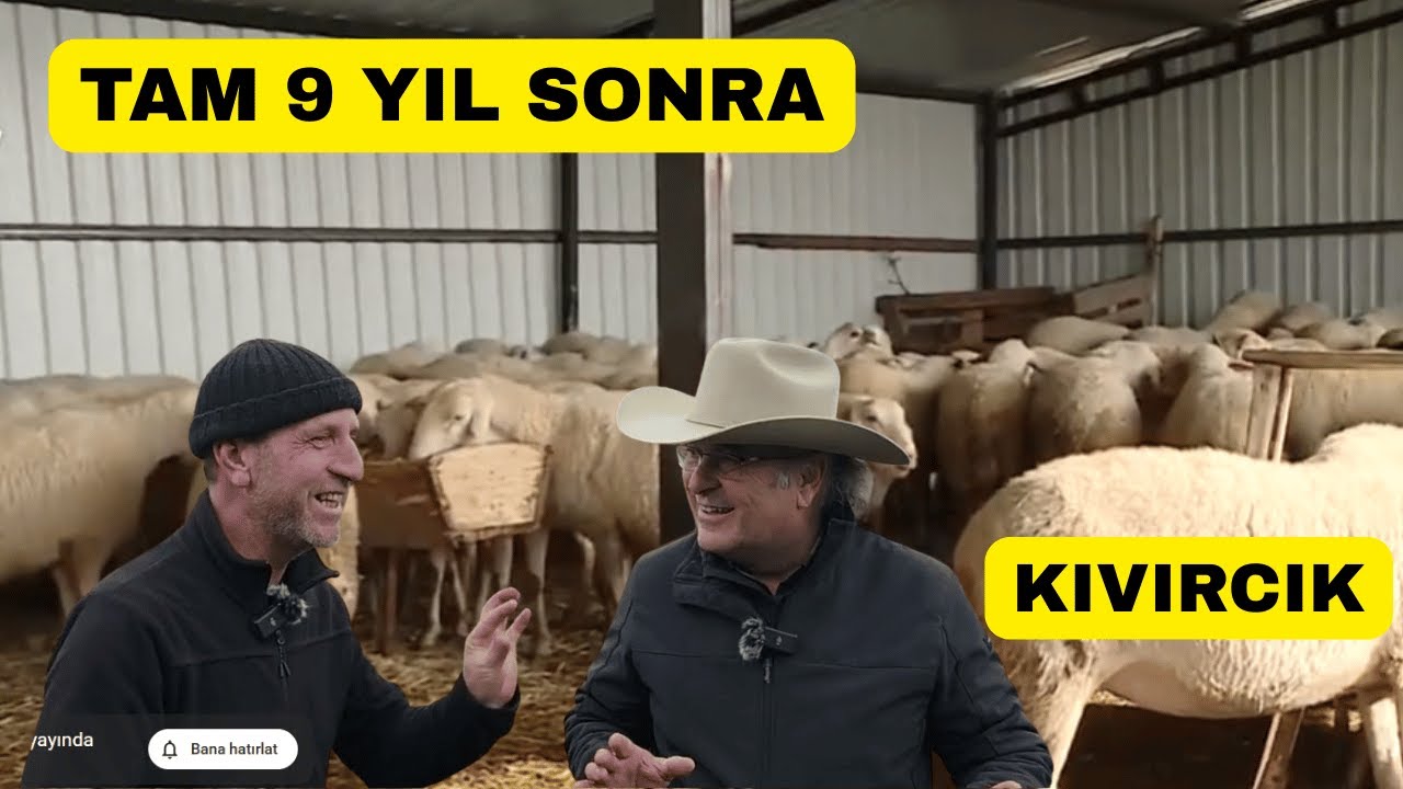 9 Yıl Önce Gittiğim Kıvırcık Sürüsü Ne  Oldu?