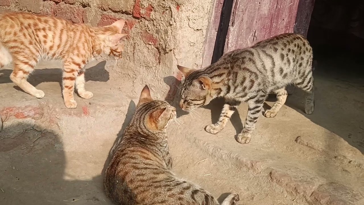 The cat may certainly grow big, but she always stays with her family. #vlog#family#cat