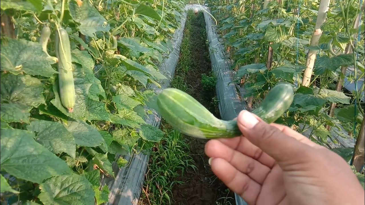 PENTING !!! CARA MEMAKSIMALKAN PANEN TIMUN DAN MENGURANGI RONTOK BAKAL BUAH