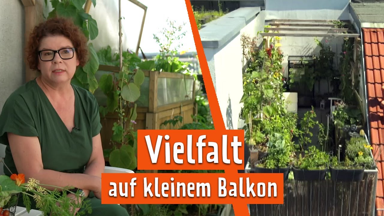 Diversität auf dem Balkon | MDR Garten