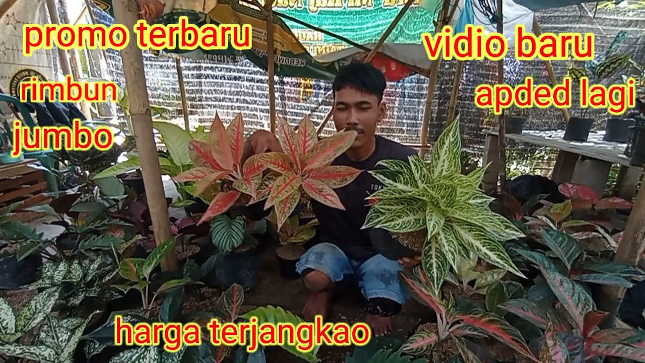 Aglonema rimbun rimbun semi romosan. dengan harga terjangkau. 