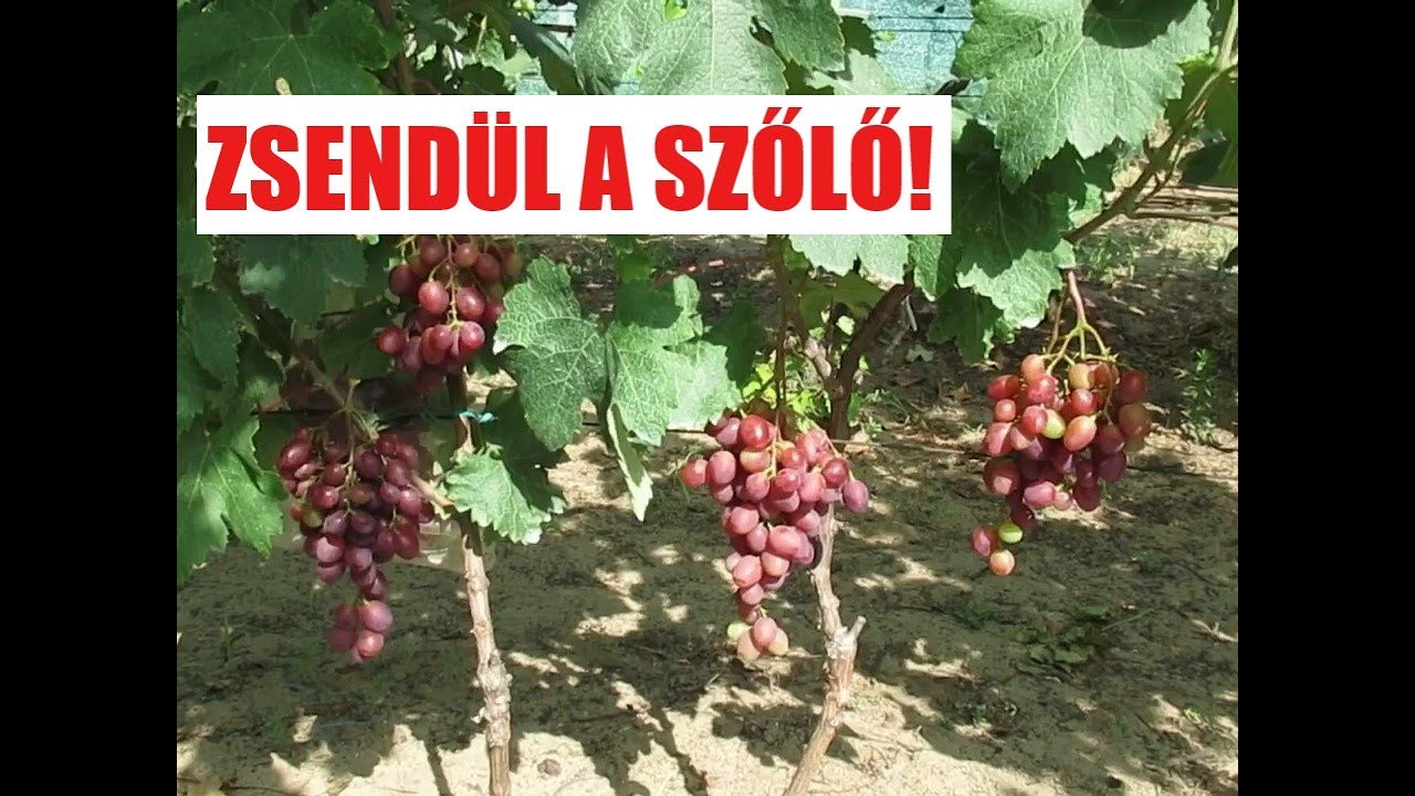 Zsendül a szőlő - korai fajták július végén