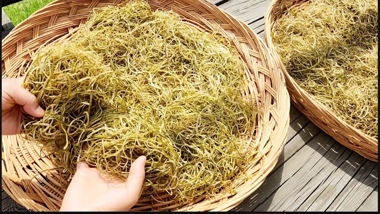 마늘쫑으로 장아찌 그만 담으시고 많이 말려두세요!! 건강한 일년 밑반찬걱정 사라집니다/마늘쫑나물 Garlic sprout