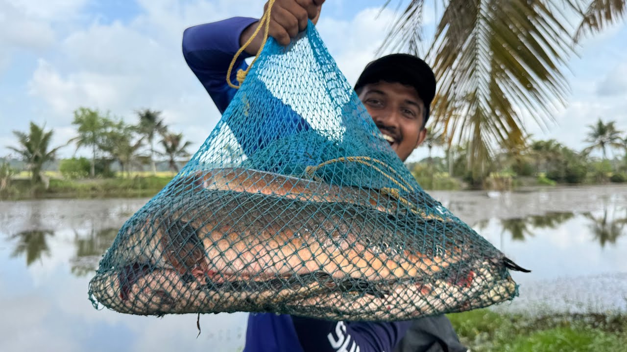 ചൂണ്ടയിൽ കിട്ടിയ പടുകൂറ്റൻ പെരുമ്പാമ്പ്...🙆‍♂️😱 | Snakehead Fishing Videos | Fishing Videos | Fish