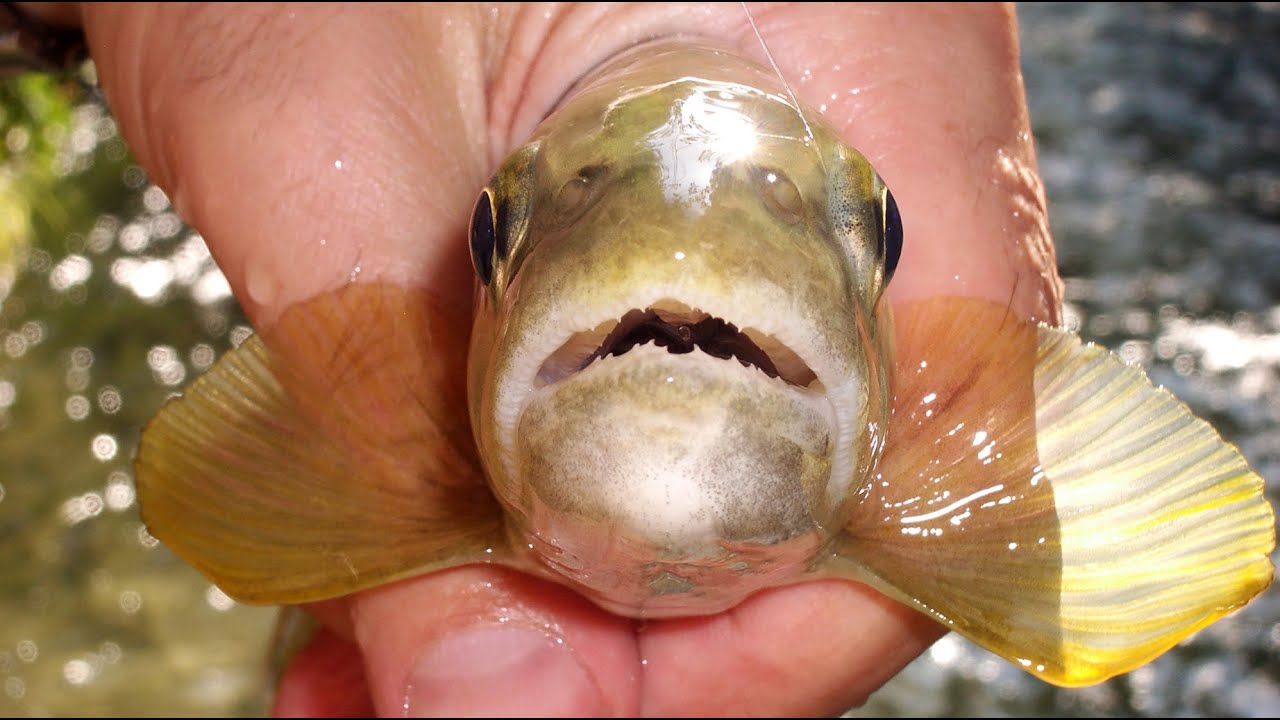 NOZIONI DI PESCA A NINFA SULL'ANIENE
