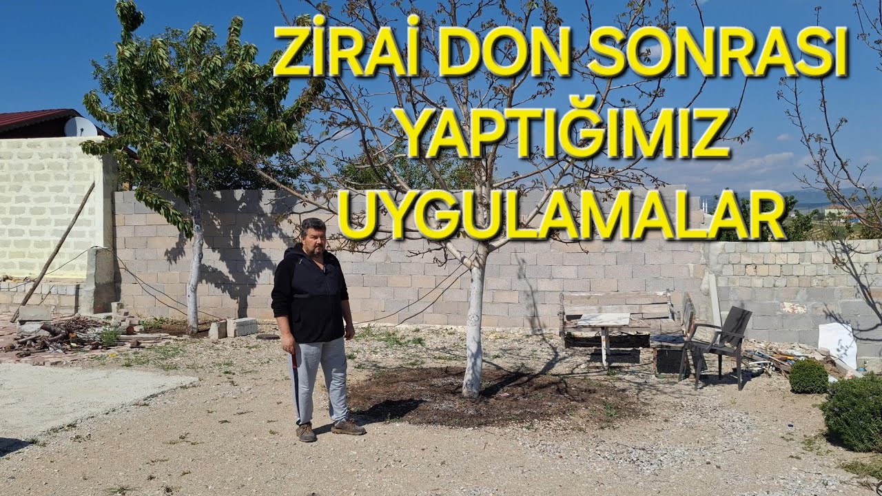 CEVİZDE ZİRAİ DON VEYA DOLU SONRASI BU UYGULAMAYI YAPIN