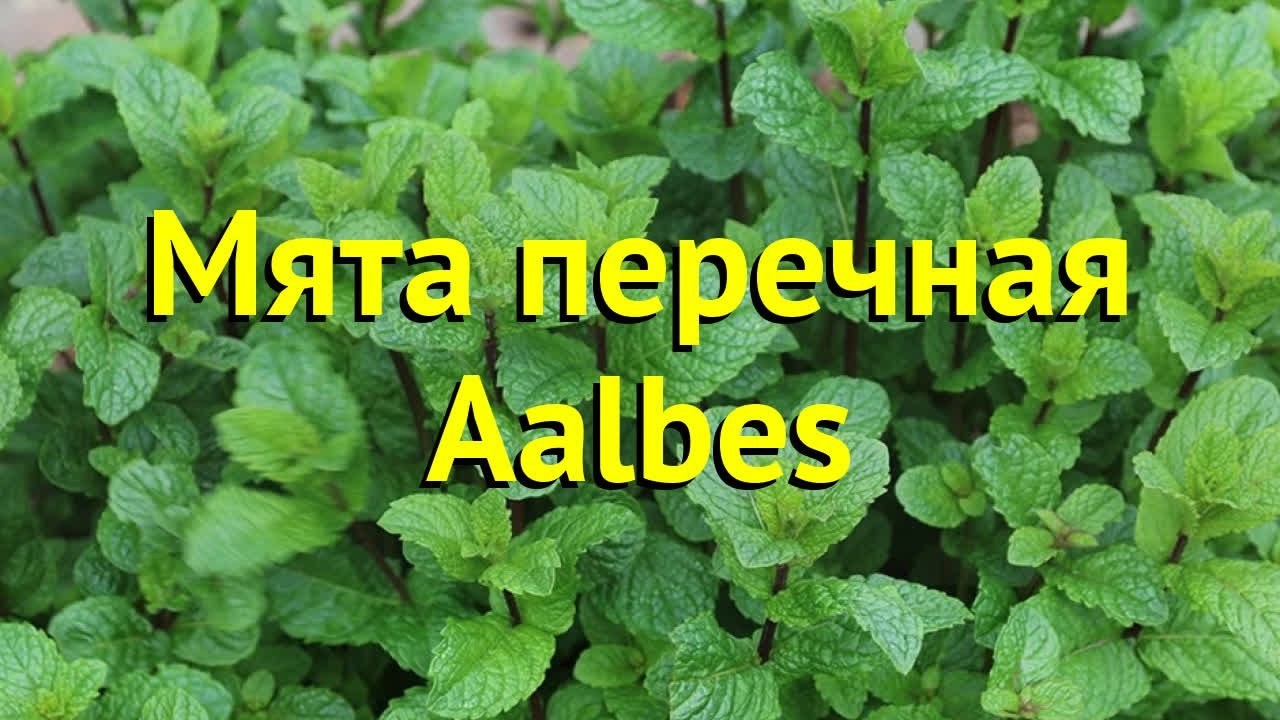 Мята перечная Албес. Краткий обзор, описание характеристик mentha piperita Aalbes