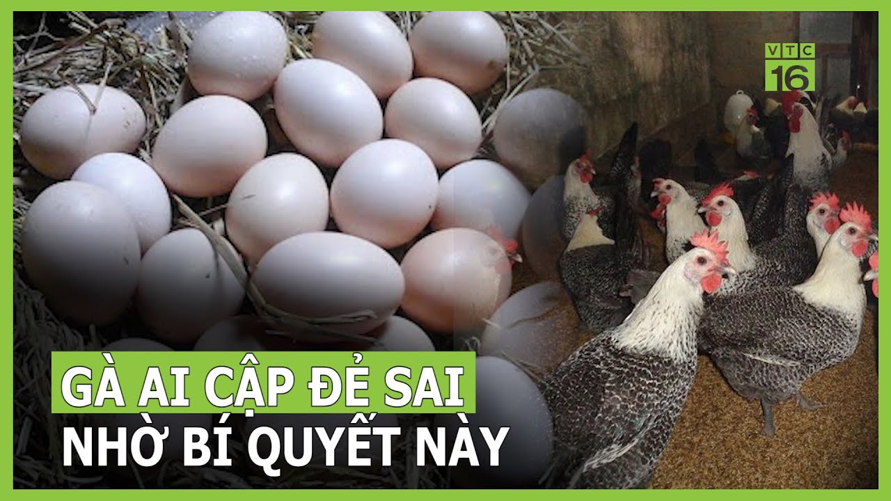 Bí quyết cho gà Ai Cập đẻ tốt | VTC16