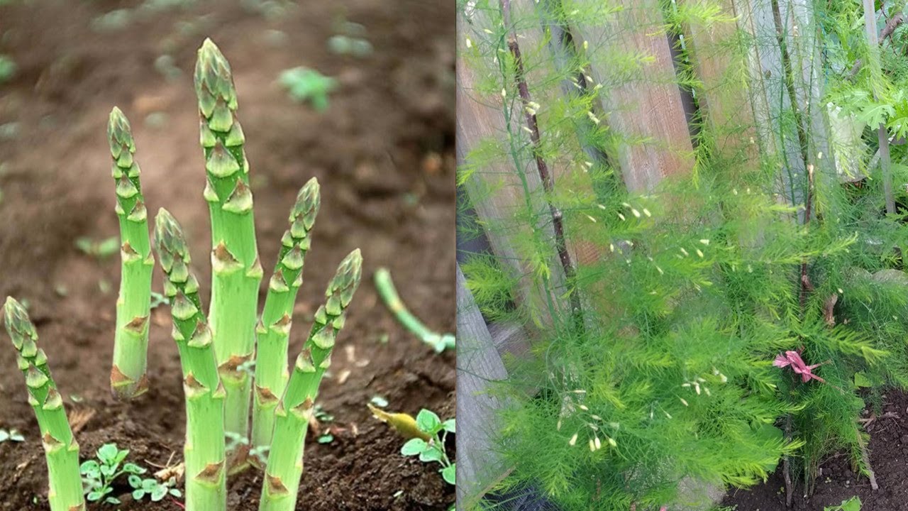 种植芦笋，种一次吃20年，从种子育苗到成笋的全过程