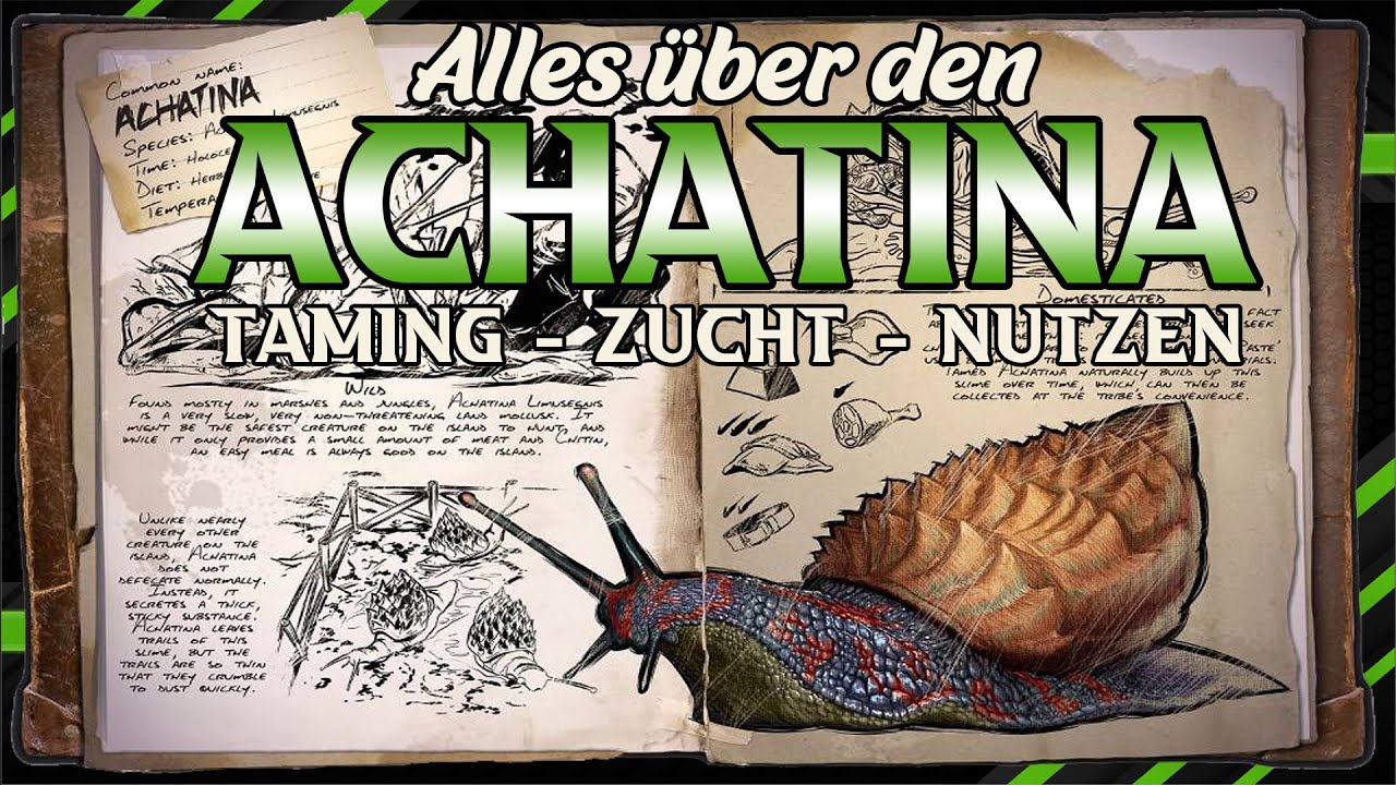 Alles über die Achatina | Taming - Zucht - Nutzen [ Komplett Guide ] Automatische Zement farm
