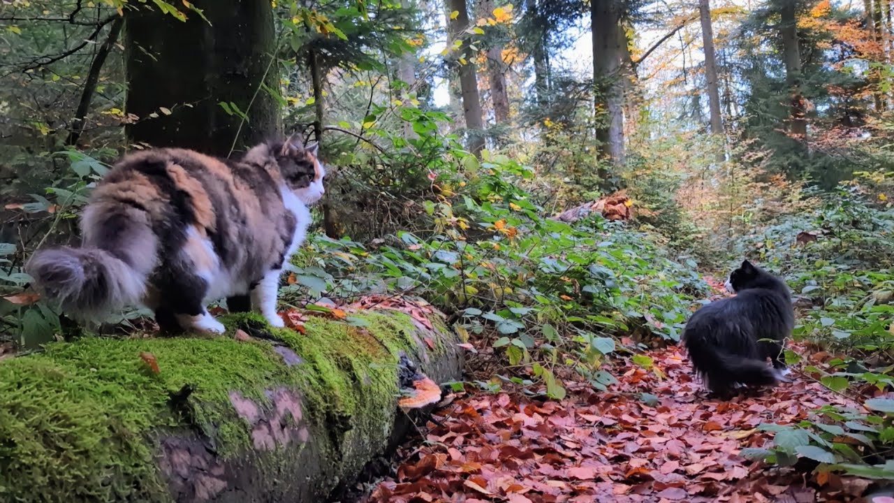 Norwegian Forest Cat: Lilly & Odin in 
