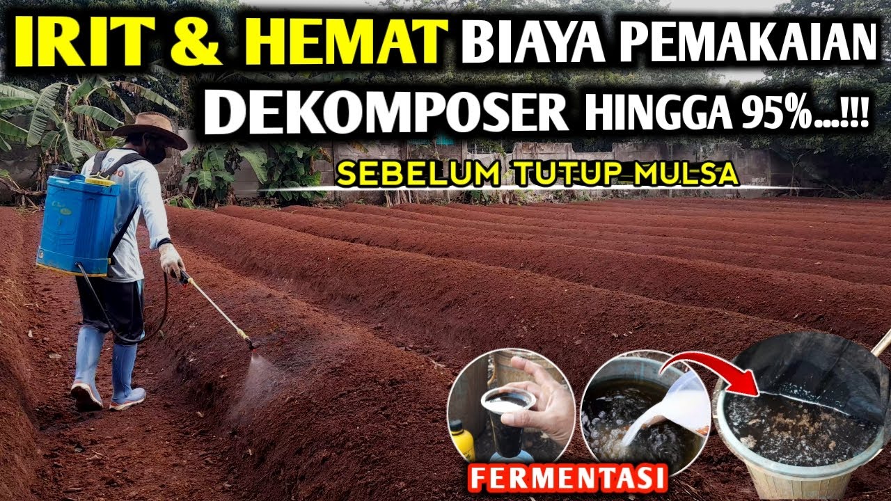 🔴 TEKHNIK SEBELUM TUTUP MULSA IRIT & HEMAT BIAYA PEMAKAIAN DEKOMPOSER HINGGA 95% #petanicabesubang