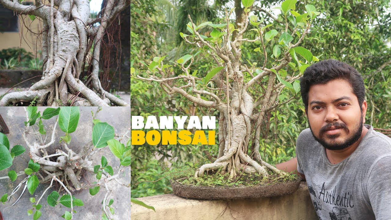 Banyan Bonsai Care | Ficus Benghalensis Bonsai Care | Bonsai ideas