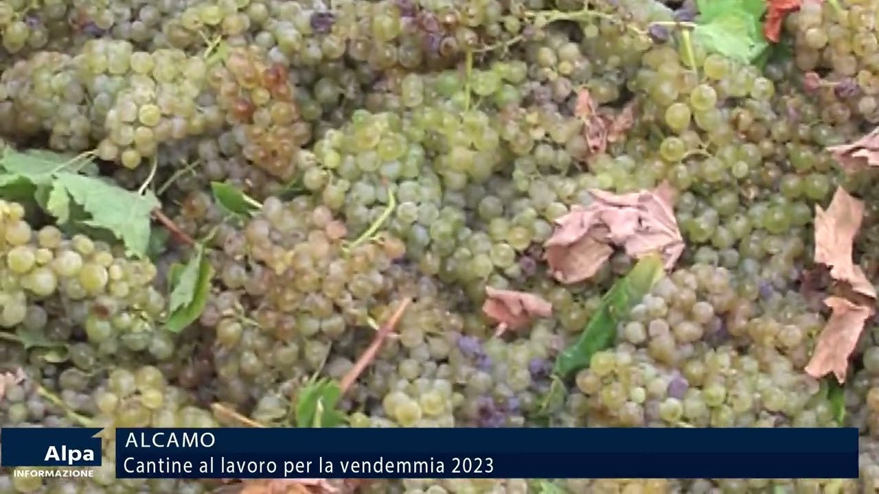Vendemmia 2023, cantine alcamesi gi&agrave; al lavoro. Calo nella produzione causa  peronospora