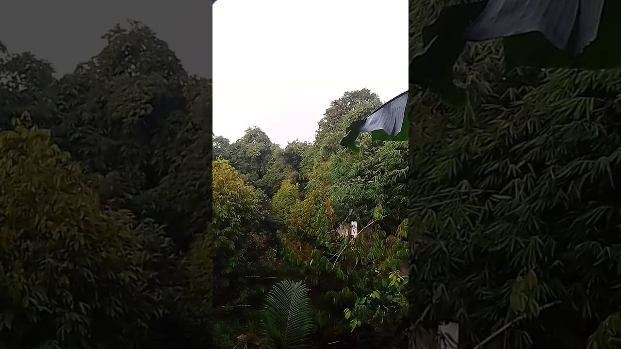 Menyambut Matahari Pagi di Kebun 🌿