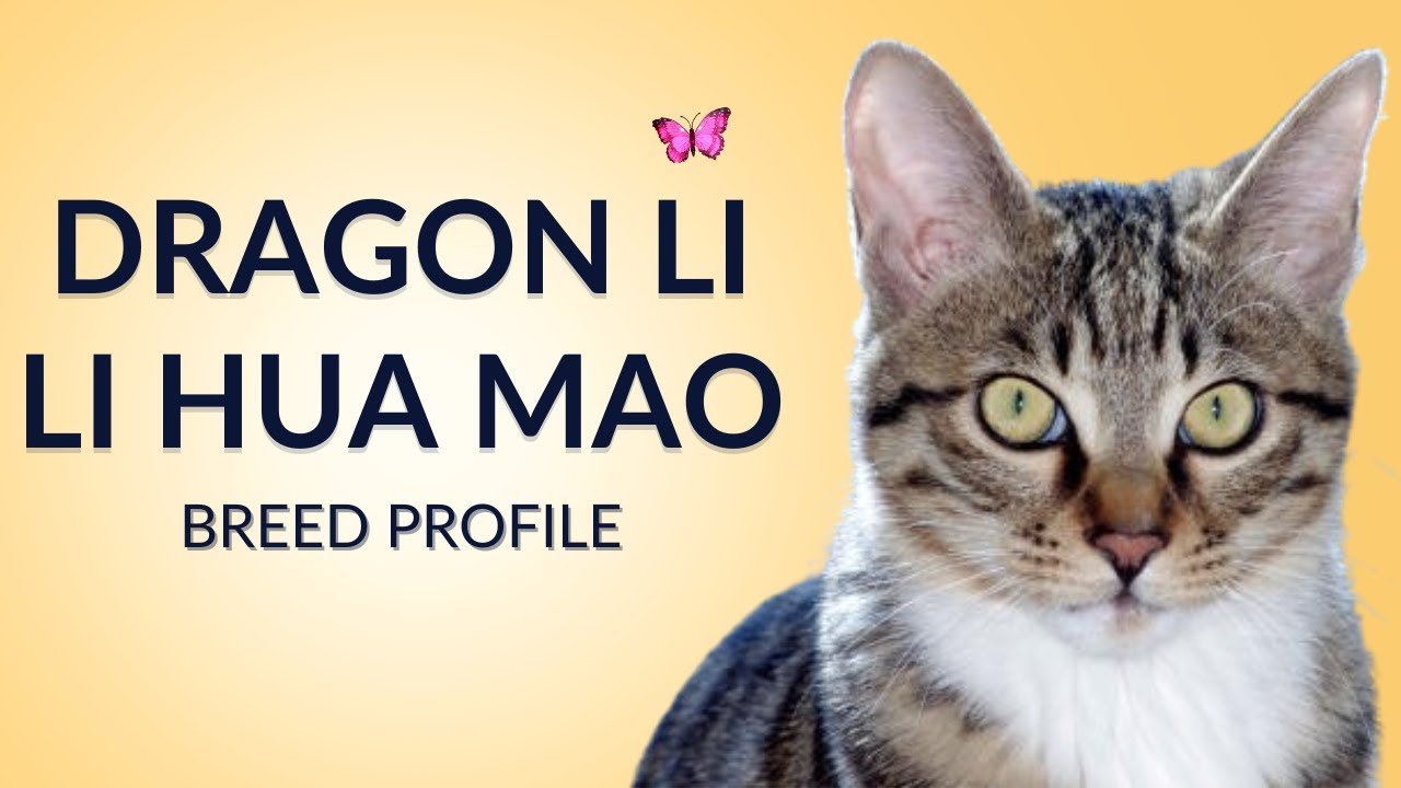 Dragon li Cat Chinese Mao Breed Profile History - Price - Traits - Grooming Needs - Lifespan