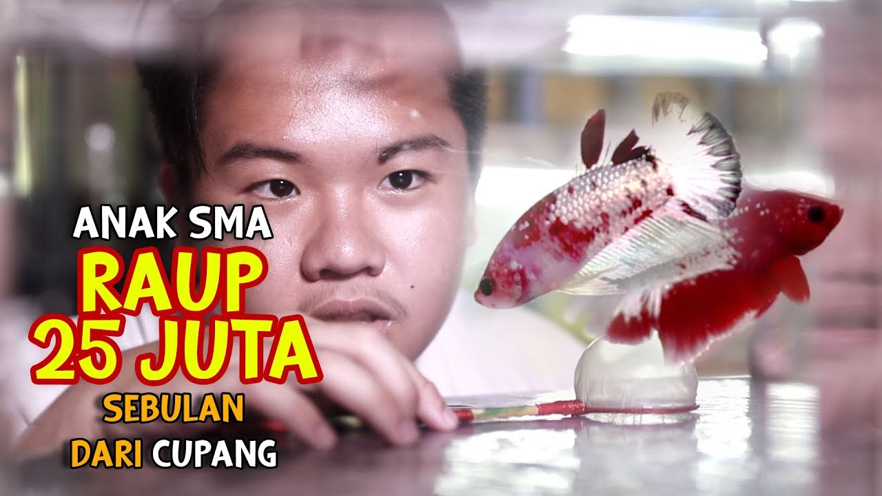 Bukan Diwan, Siswa SMA Berhasil Raup Puluhan Juta Perbulan Dari Cupang