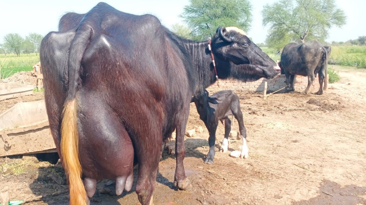Pure Neeli Ravi Buffalo Pakpattan punjab TV