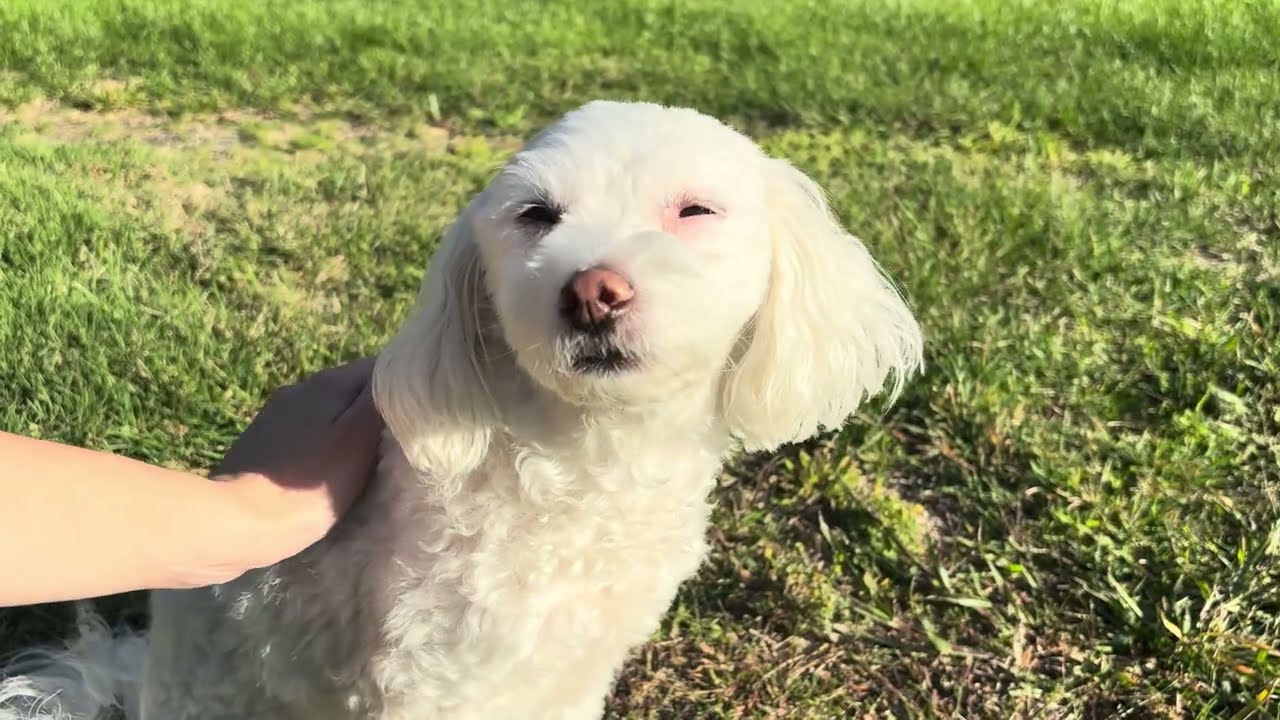 ASMR on my dogs outside 🐶🌳