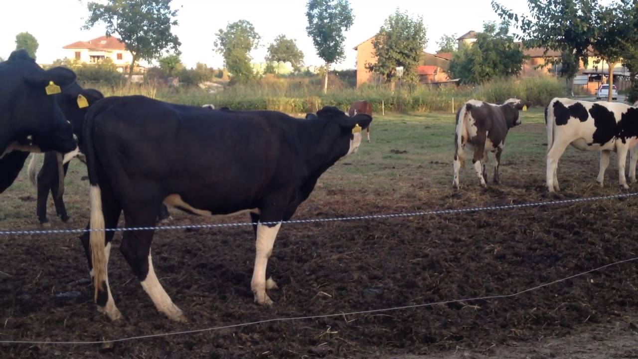 Muggito mucche frisone
