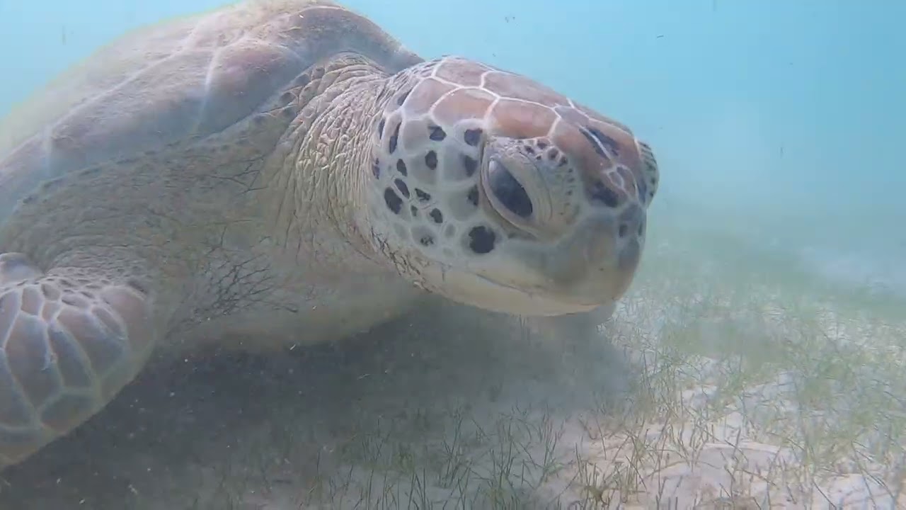 Eating time for the tortoise